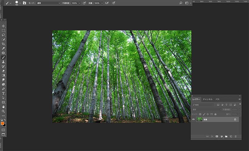 PhotoShopで開いた森の画像